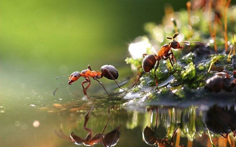 Dưới chân ta những sinh mệnh bé nhỏ hàng ngày vẫn sinh sống trong vòng đời của nó. (Ảnh: blogspot.com)
